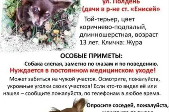 Пропала собака, ул. Полдень, Красноярск