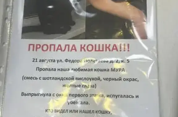 Пропала кошка, ул. Полетаева, Москва