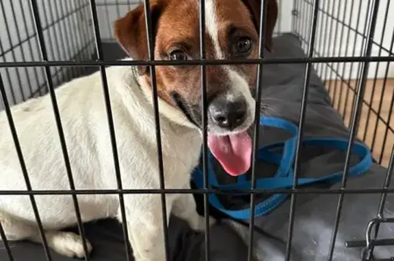 Найдена собака, Московская область, фото: Собака найдена: МО, белый с рыжими пятнами