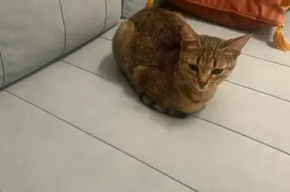 Потерянные животные Москва, фото: Пропала кошка, Конаковский пр., 7, Москва