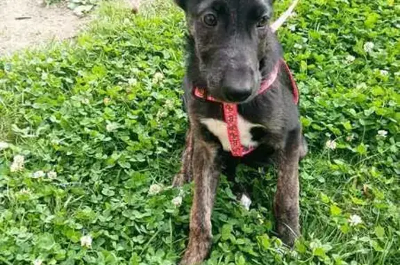 Щенок найден на Новинской улице, Екатеринбург