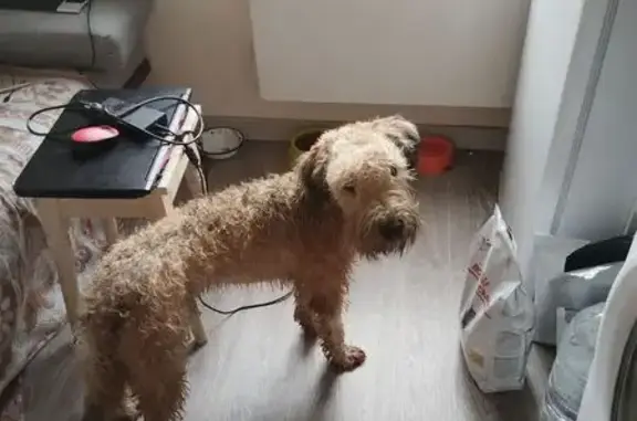 Пропала собака, Татищево, 46Н-00994