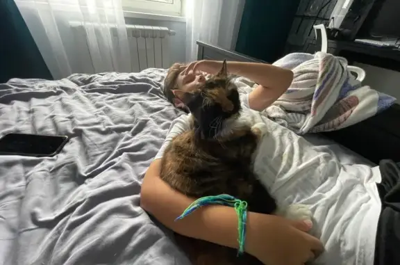 Пропала кошка, Приозерское ш., Агалатово