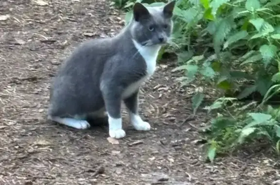Кошка найдена в парке, аллея Дорога Жизни
