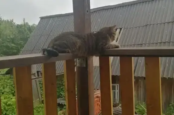 Кошки потеряшки, Ижевск, фото: Потеряшка кошка, Сельская ул., 3, Ижевск