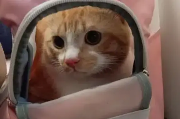 Кошки потеряшки, Московская область, фото: Потеряшка кот Персик, МО, дачи