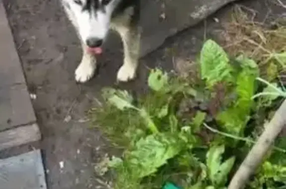 Найденные животные , фото: Хаски найдена: Западная ул., Малые Колпаны