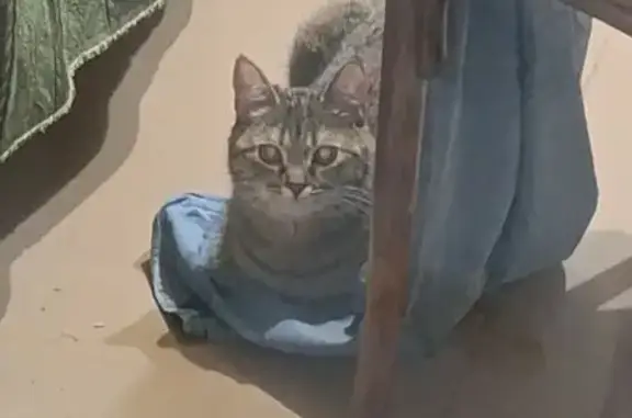 Кошки потеряшки, Петровск, фото: Потеряшка кошка, ул. Братьев Костериных, 131