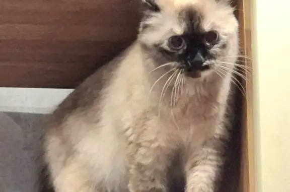 Кошки потеряшки, Волгоград, фото: Потеряшка кошка, ул. Богомольца, 7, Волгоград