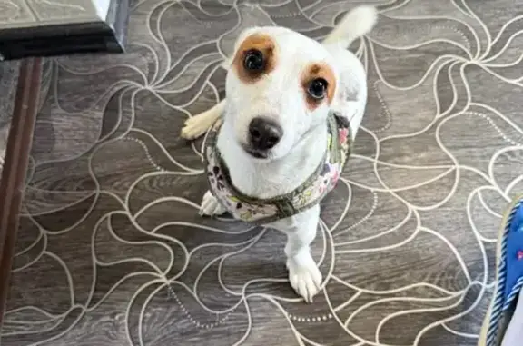 Пропала собака, Школьная ул, 8, Горка