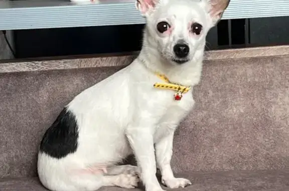 Найдена собака, Мельничная 79, Томск