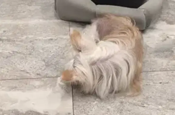 Собаки потеряшки, Московская область, фото: Потеряшка собака в Серпухове, МО