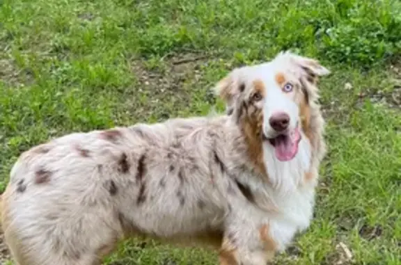 Пропала собака, ул. Мира, Юманай