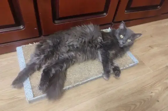 Потерянные животные Кондратово, фото: Пропала кошка, ул. Культуры 2, Кондратово