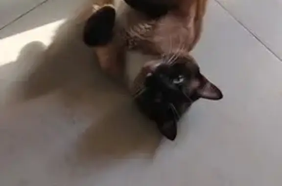 Пропала сиамская кошка, ул. Орлова, Лабытнанги