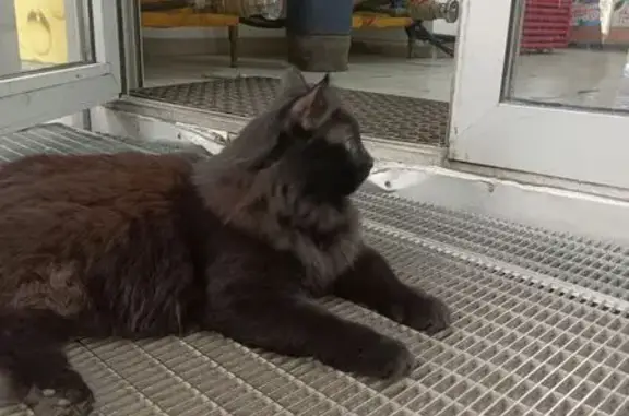 Найдена кошка, пр. Карла Маркса, 11, Самара