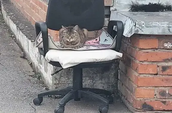 Найдена кошка, Хабаровск, фото: Кошка найдена на ул. Кубяка, Хабаровск