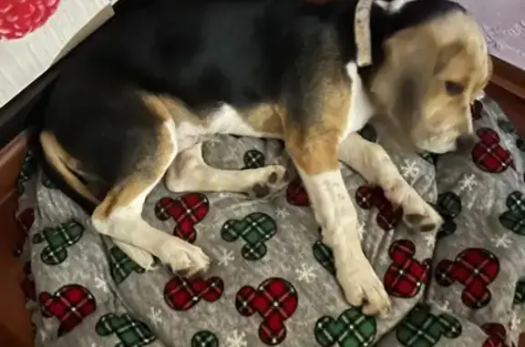 Бигль найден, Халтурина 19 к4, Ялта