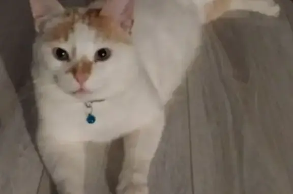 Пропала кошка в Ладва-Веткинском, Карелия