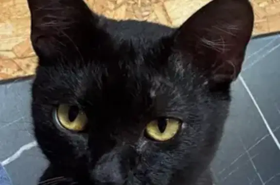 Найдена кошка, Песочная ул., Пушкин