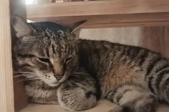 Пропала кошка, Ленинское, Новосибирск