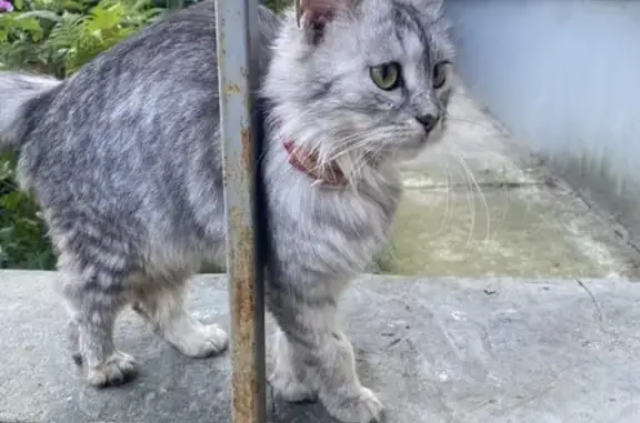 Кошка найдена во дворе Козуева, 66, Кострома