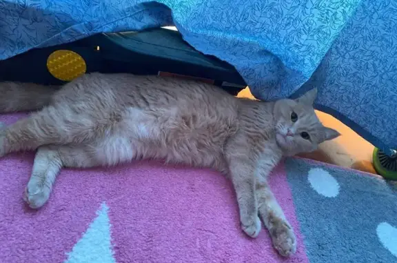 Кошки потеряшки, Усть-Илимск, фото: Потеряшка кошка, ул. Интернационалистов, 8