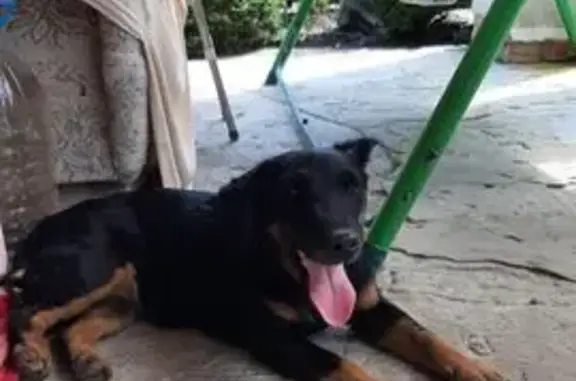 Найдена собака, Александровка, фото: Собака найдена, ул. Строителей, Александровка