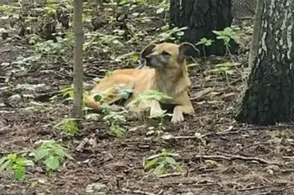 Найдена собака на Волоколамском шоссе