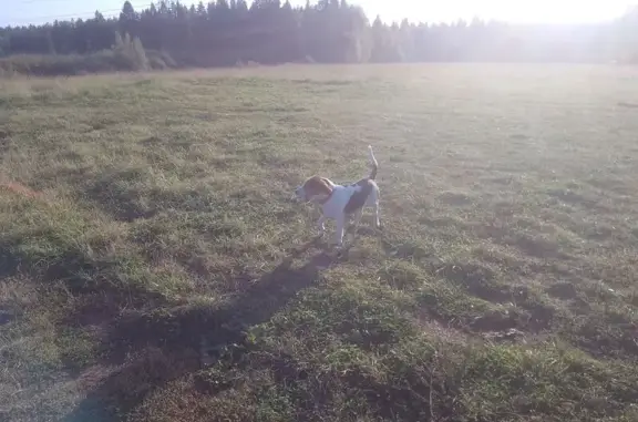 Найденные животные Пермь, фото: Собака найдена: Ю-В обход, Пермь