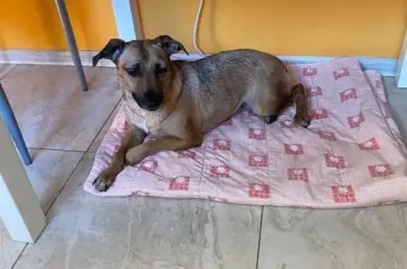 Собака найдена на Войкова, Петергоф