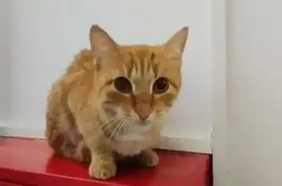 Найдена кошка у Д. Шмонина, 10, Новосибирск