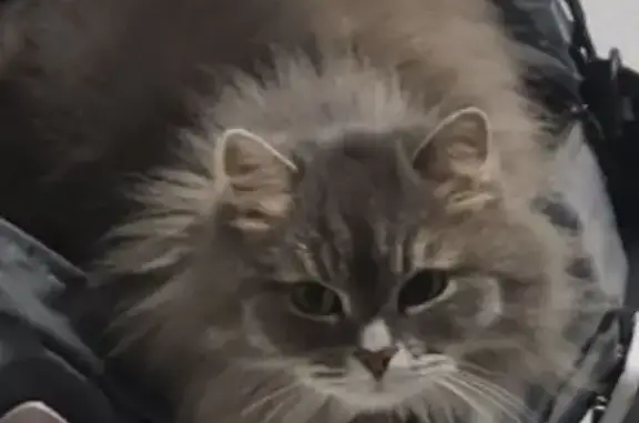 Потерянные животные Салехард, фото: Пропала кошка, ул. Чубынина 25, Салехард