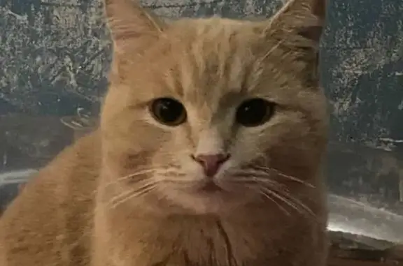 Кошки потеряшки, Усть-Илимск, фото: Потеряшка кошка, ул. Интернационалистов 12