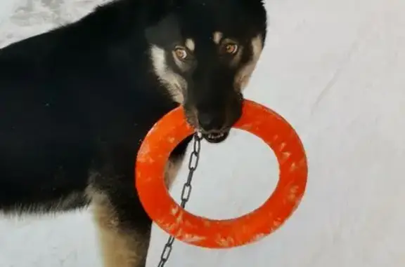 Собаки потеряшки, Иркутская область, фото: Потеряшка собака, Усть-Илимск, Иркутск. обл.