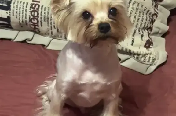 Собаки потеряшки, Шахты, фото: Потеряшка собака, Текстильная ул., 4, Шахты