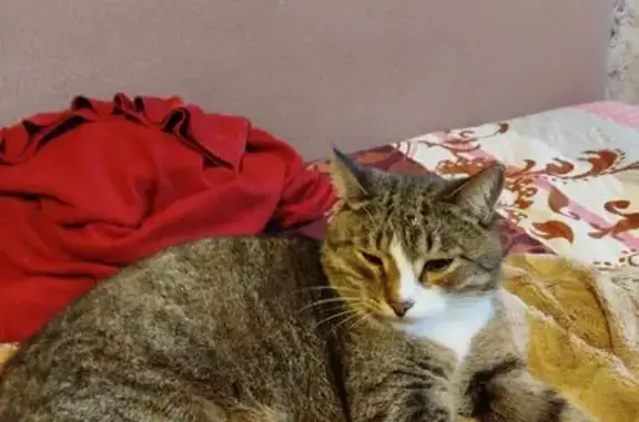 Кошка найдена на Комсомольской, 10, НН
