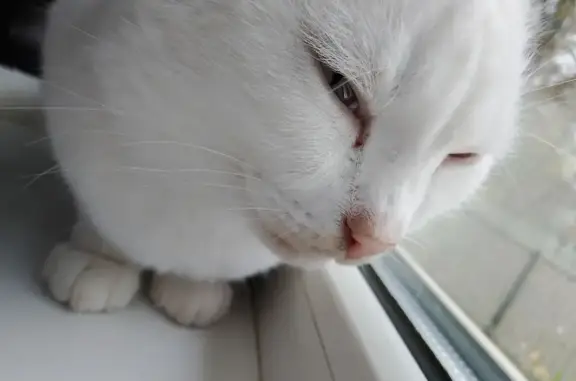 Пропала белая кошка, ул. Осипенко, 126