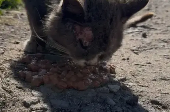 Найдена кошка, Ярославская область, фото: Найдена кошка, Ярославль, обл. Ярославская