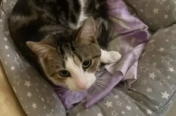 Кошка найдена, ул. Левитана, Калининград