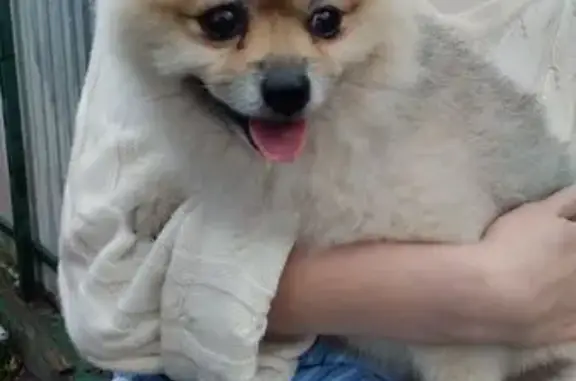 Шпиц найден: Тенистая Аллея, Калининград