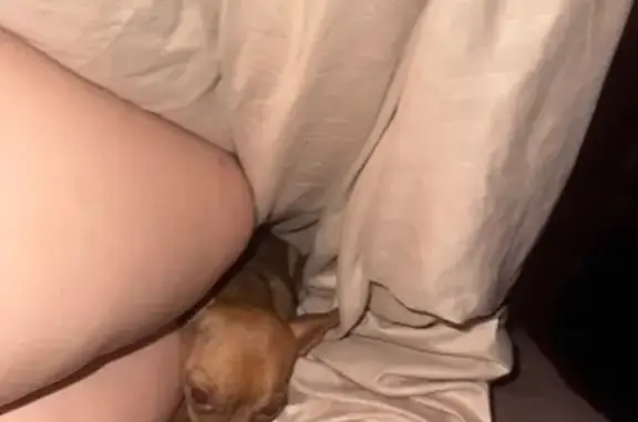 Пропала собака: Фрунзе, 250, Оренбург