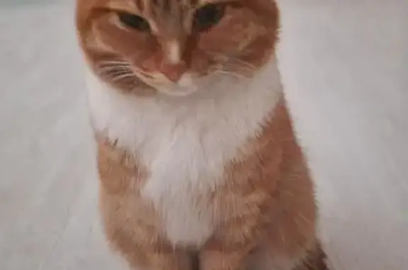 Кошка найдена у Спара, Комсомольский, 113