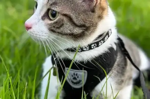 Кошки потеряшки, Морово, фото: Потеряшка кошка, Морово, Коми