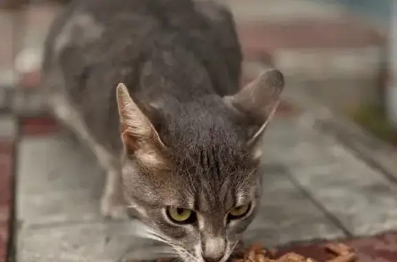 Кошка найдена на ул. Кулахметова, 17к2