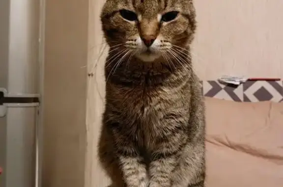 Пропала кошка, Ленинское, Новосиб. обл.