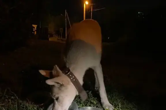 Щенок найден на Партизанской 14, Красноярск