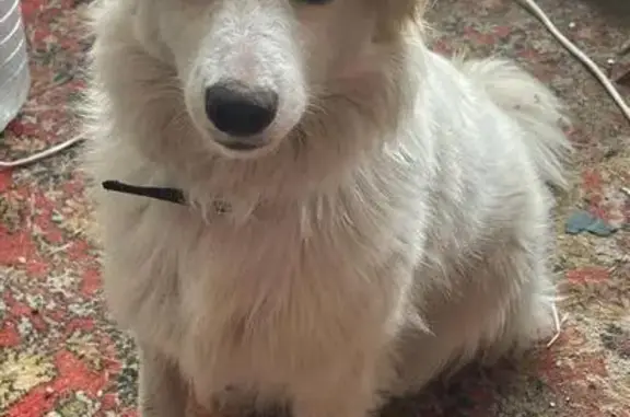 Собаки потеряшки, Славянское городское поселение, фото: Потеряшка собака, Промышленная ул., Славянское