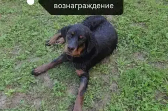 Пропала собака в Чехове, МО