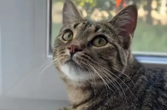 Пропала кошка, Пермь, Пермский край